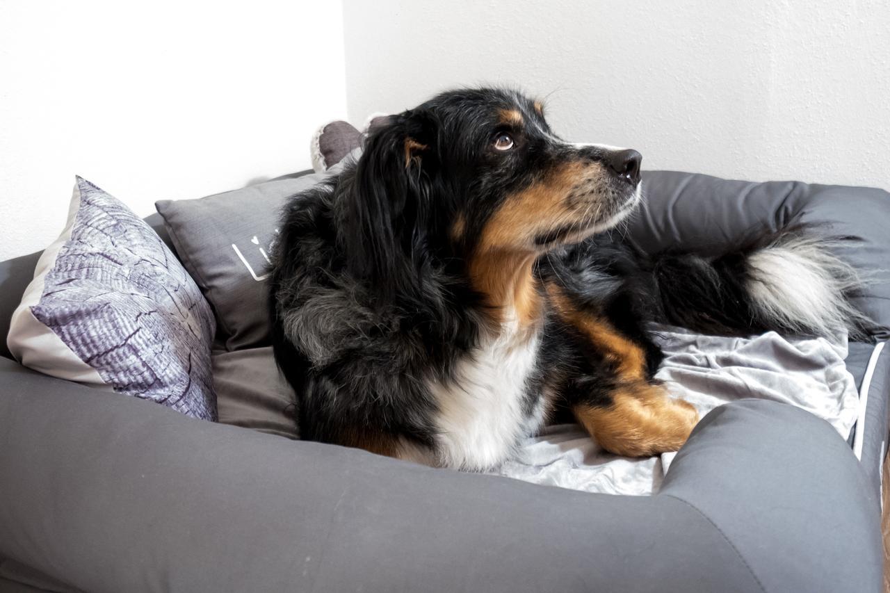 Landhaus Schulze - Ihr Hundefreundliches Hotel Im Harz ヘルツベルク・アム・ハルツ エクステリア 写真